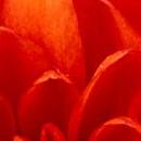 Christina's Vendor Avatar