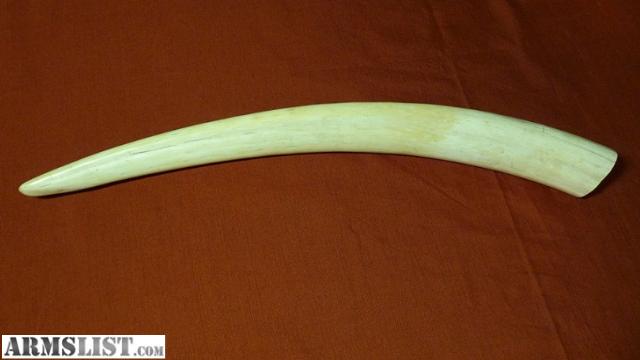 ARMSLIST - For Sale: Walrus Ivory Tooth $300 OBO