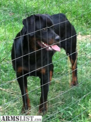 armslist for sale trade wtt akc rottweiler female pup 9 months old armslist for sale trade wtt akc rottweiler female pup 9 months old