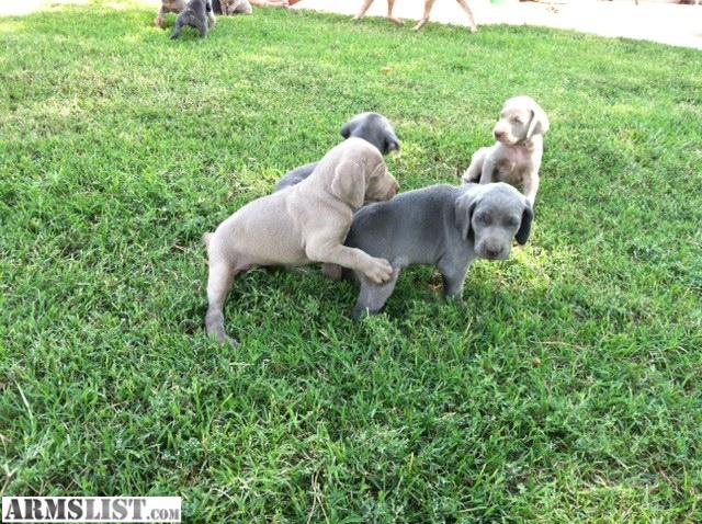 Akc Weimaraner